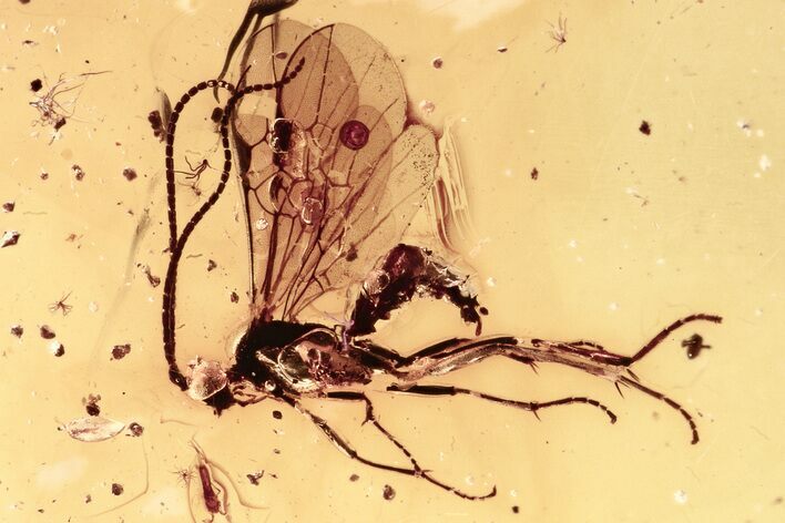 Detailed Fossil Ichneumon Wasp and Springtail In Baltic Amber #310944